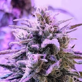 Respeto > French Touch Seeds